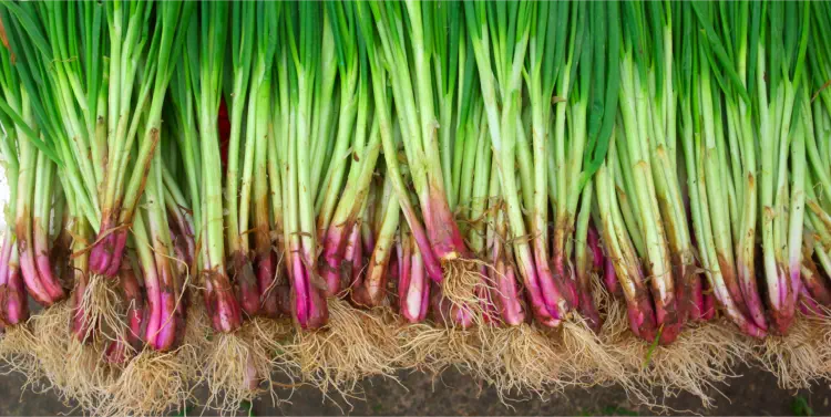 Variety of spring onions